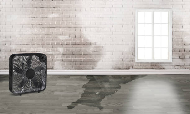 Best Water damage restoration near me  in Reading, PA